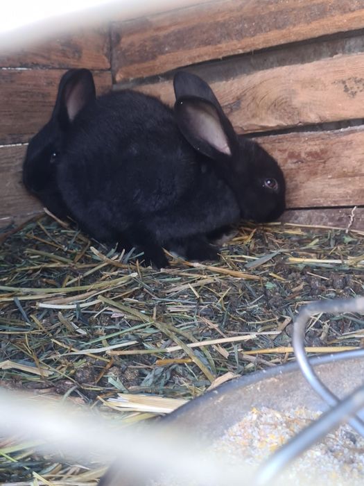 Продам кролі маленькі