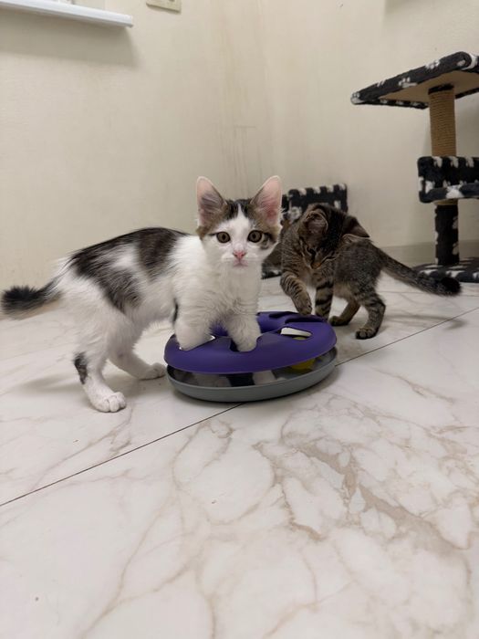 Котята , братик и сестричка очень ищут дом! Котенок