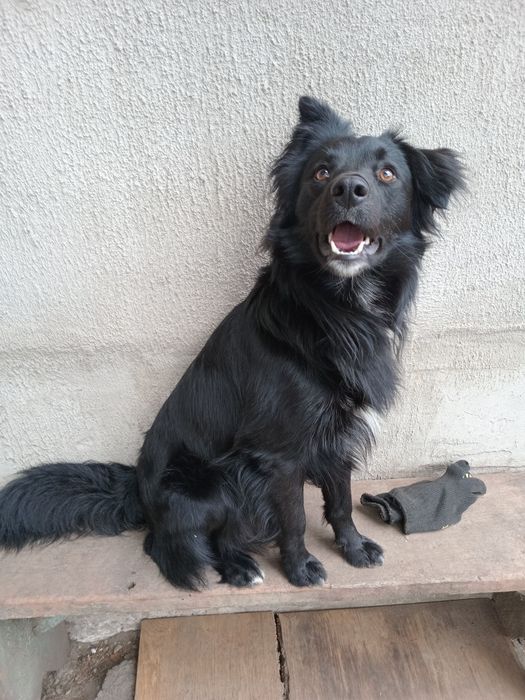 Песик Барні з прифронтового Ізюма