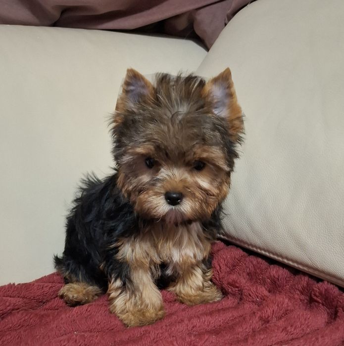 Czarno złota suczka Yorkshire Terrier