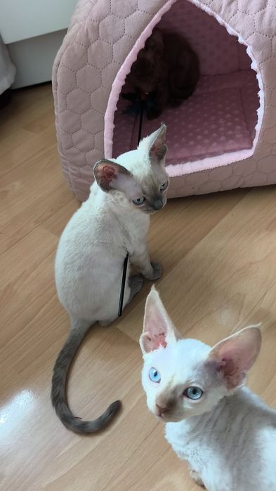 Kocurek Devon Rex zarezerwowany