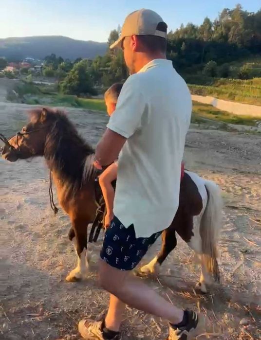 Mini ponei macho inteiro