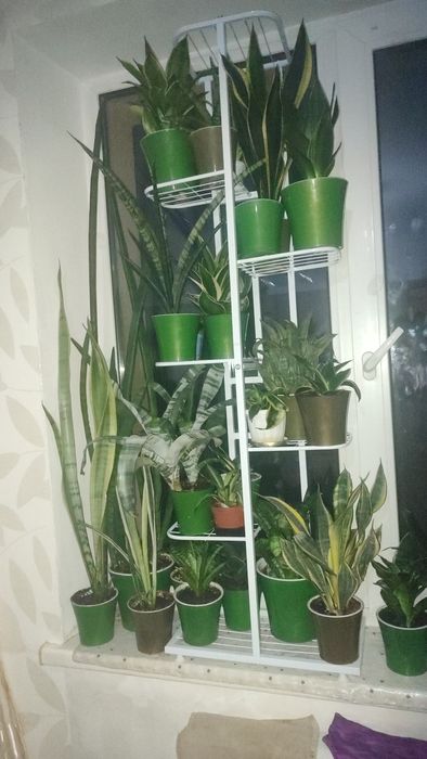 Домашние Сансивьерии. Распродажа.