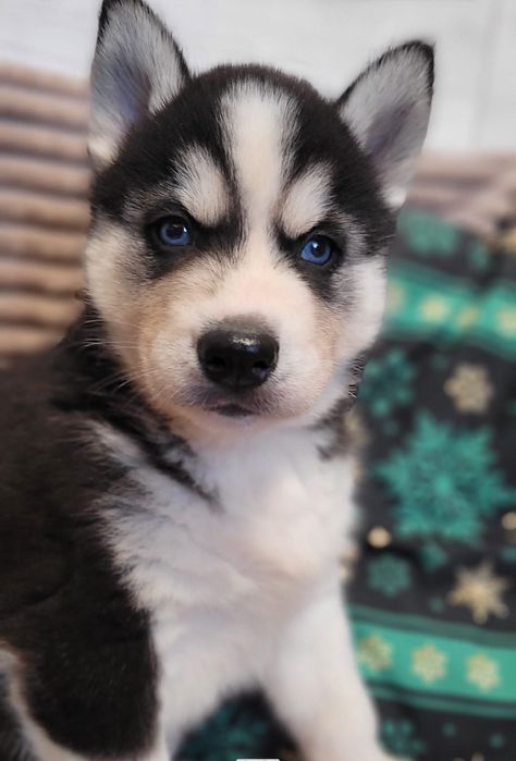 Siberian Husky piesk