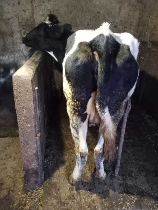 Продається корова