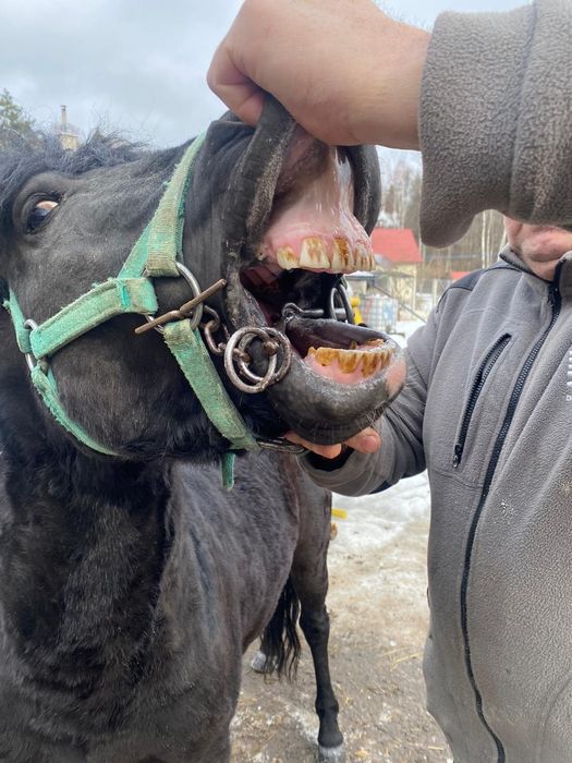 Sprzedam/zamienię  kuca o umaszczeniu czarnym