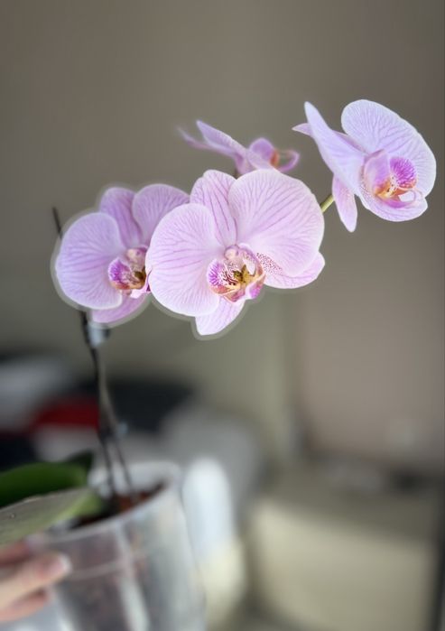 Фаленопсис , орхидея