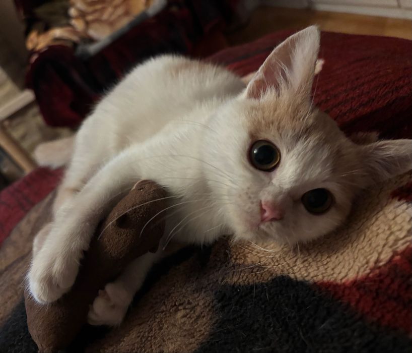 Кошеня шукає дім!