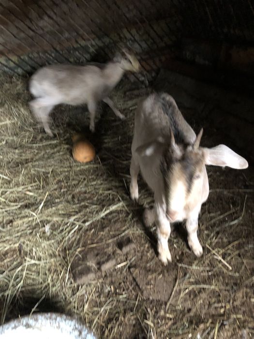 Продам нубійських кіз