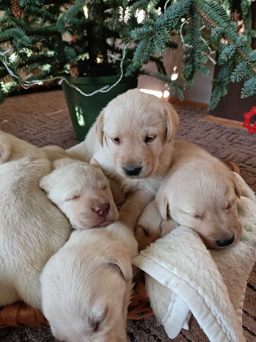 Labrador biszkoptowy