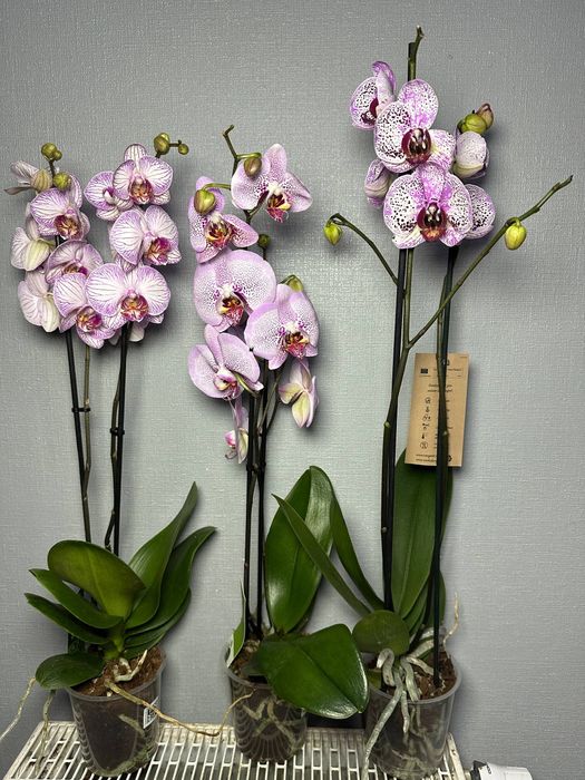 Цимбідіум Мультифлора Равелло Монтре Монако Аромо орхідея міні Орхидеи