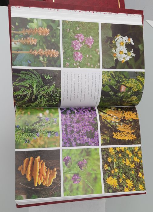 Popularna Encyklopedia Powszechna nowa 20 tomów prezent