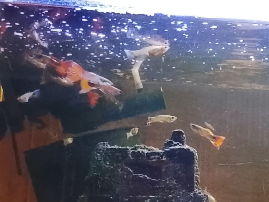 Sprzedaż rybek gupików