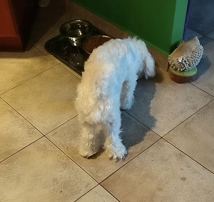 Bardzo Piękny  Maltipoo