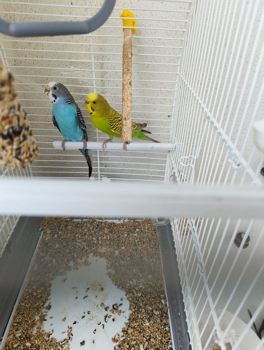 Casal de piriquitos + Gaiola