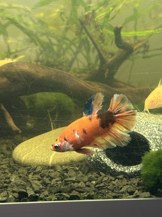 Півник кої рибки