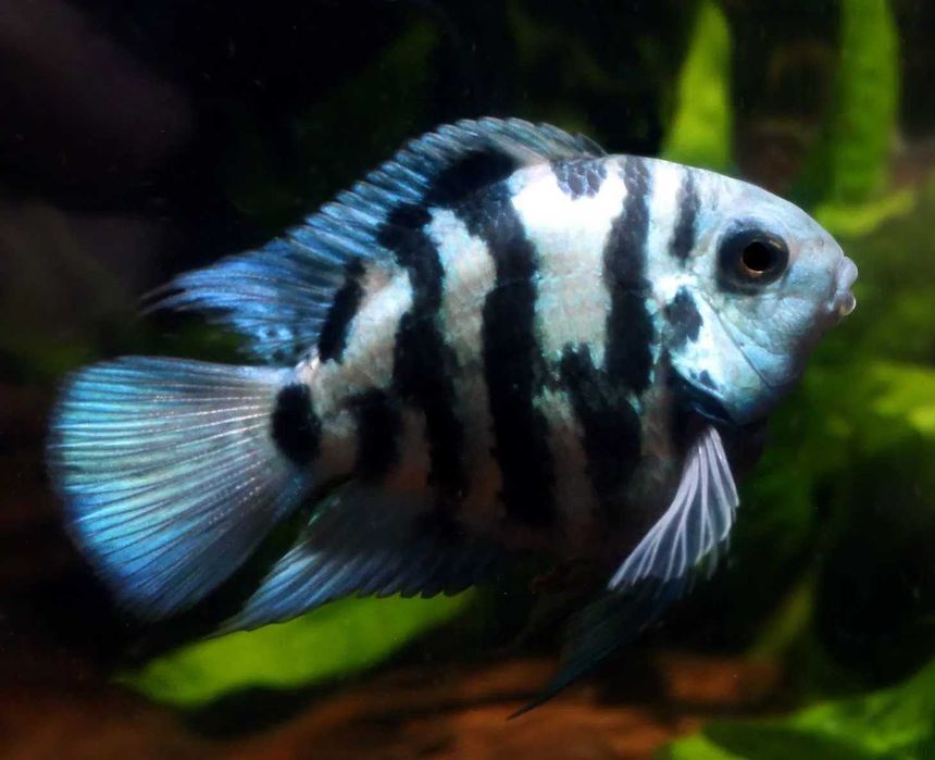 GB Pielęgnica Papuzia Blue Tiger - Import - dowóz ryb!