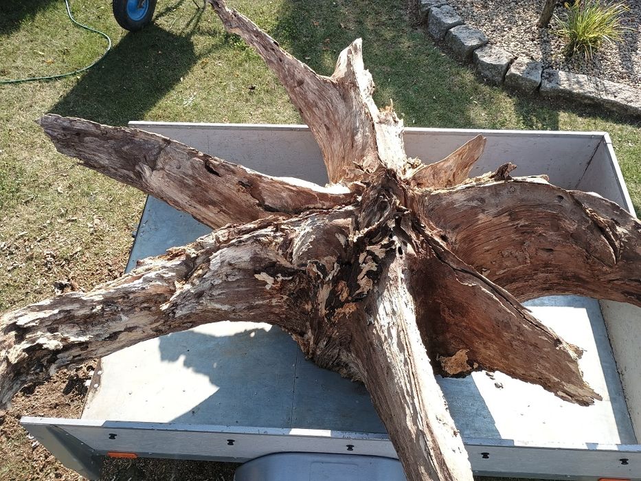 Sprzedam korzeń dębowy ozdobny