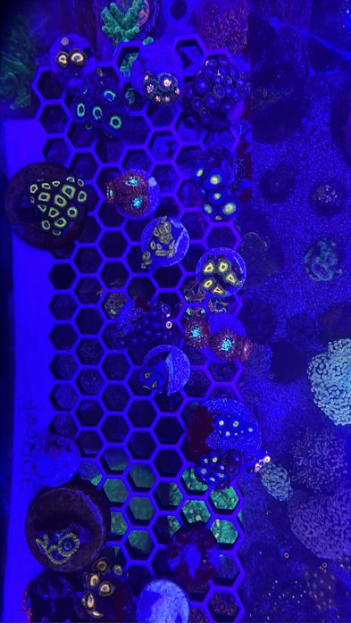 Frags corais 15€ a maior parte deles - Para aquário de água salgada