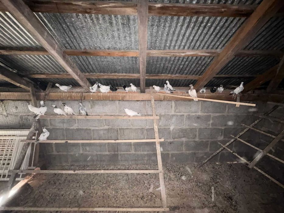 Sprzedam Gołębie Mamki