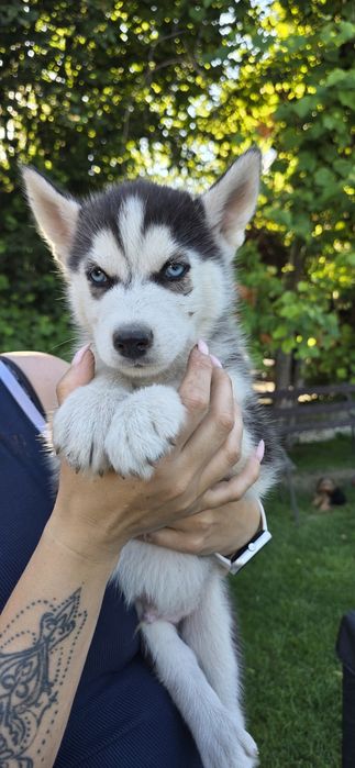 Husky piękne z rodowodem