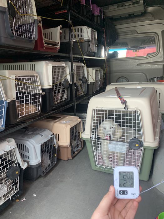 Доставка животных в Европу, США, Канаду. Перевозка, перевезення тварин