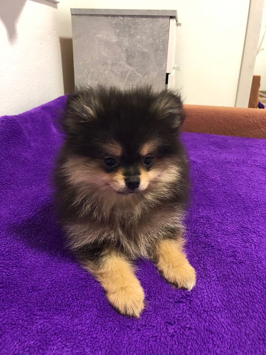 Macho Lulu da Pomerânia Mini