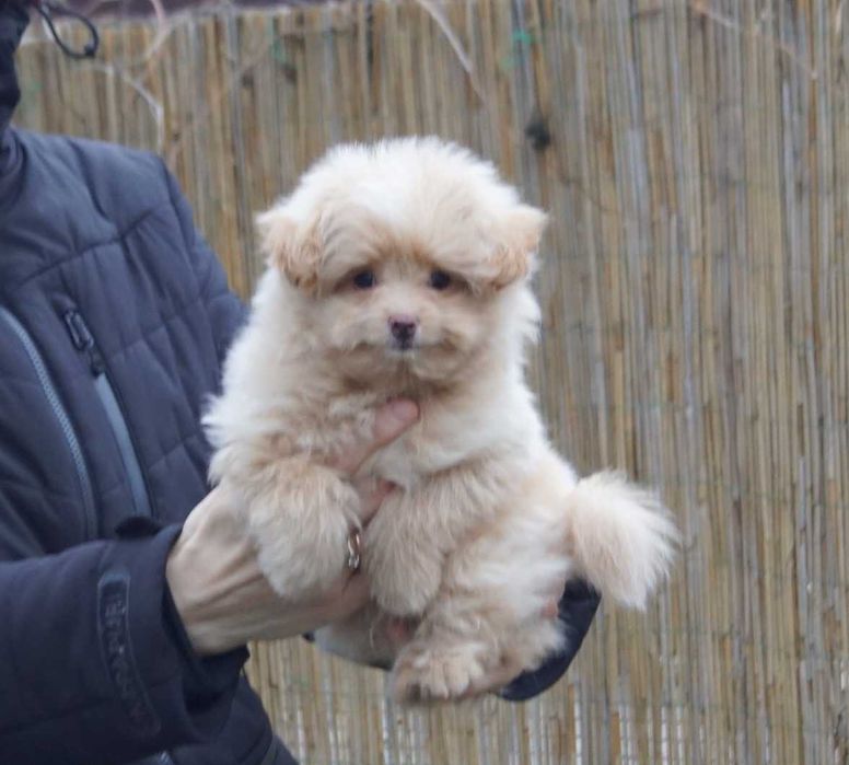 Длинношерстный дизайн мальчик в светло карамельном мехе