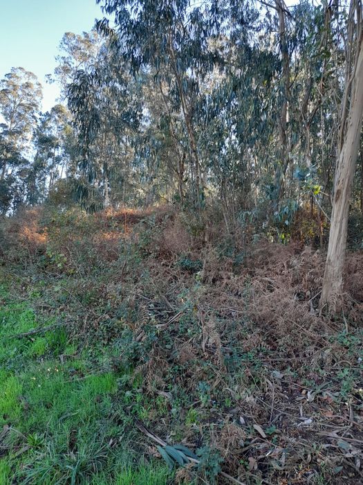 Limpeza de terrenos e manutenção de jardins