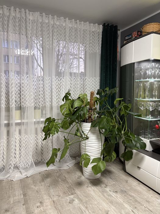 Kwiat z donicą Monstera