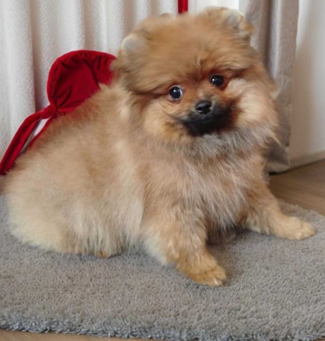 Мальчик - красавчик пом. шпиц.