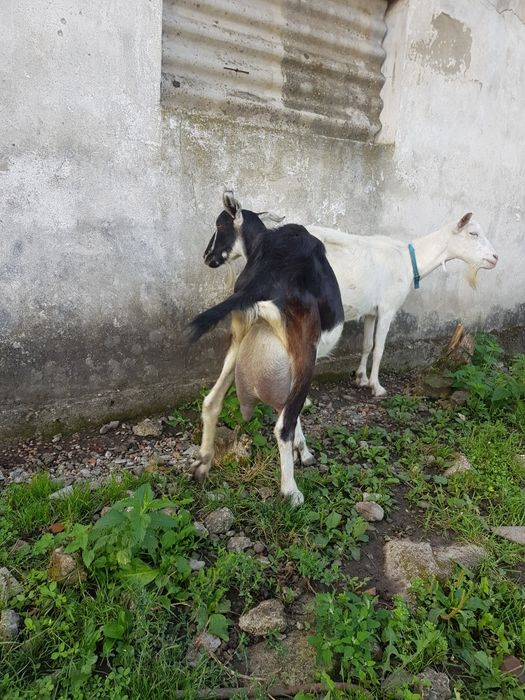 Продаються кози дійні