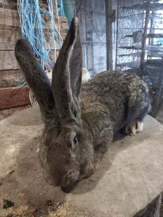 Фландр самчики 4 шт.