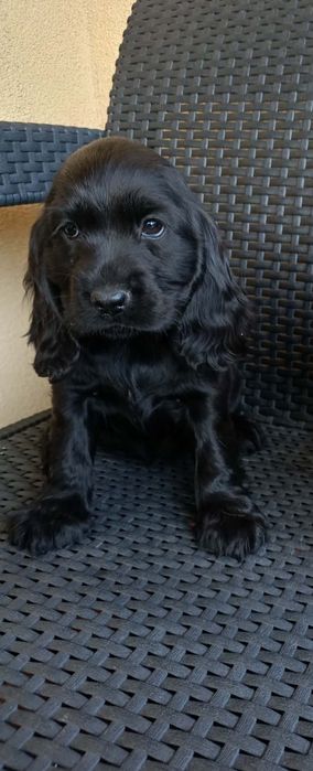 Szczeniak Cockier Spaniel