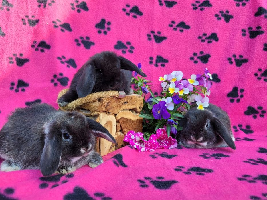 Rasowe króliczki mini lop
