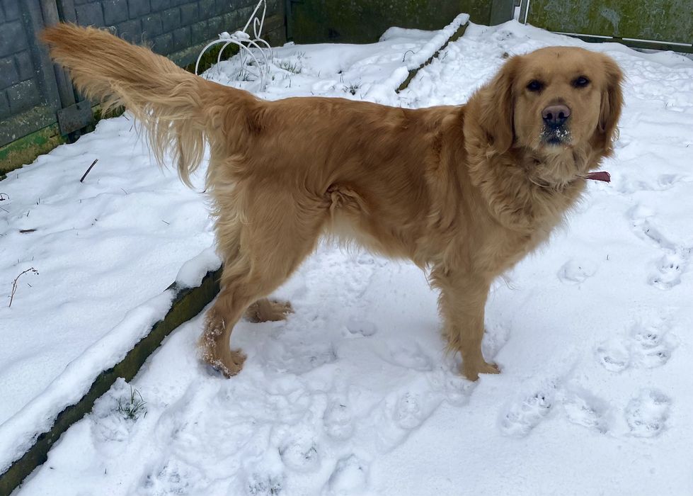 Złoty szczeniak Golden Retriever
