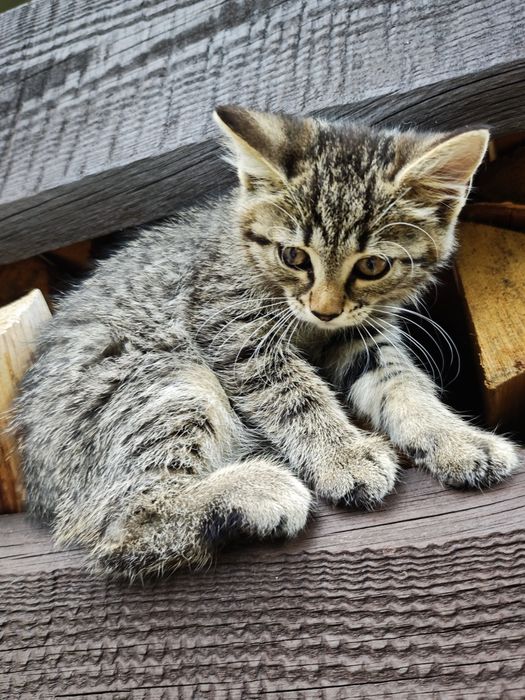 Кошеня в добрі руки