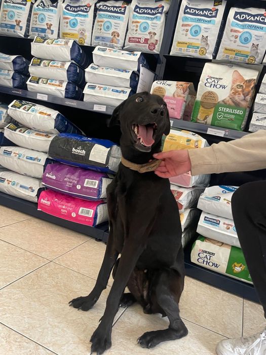 Adoçao Cadela 5 anos