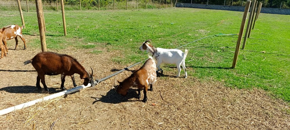 Cabras anas prenhas e chibo