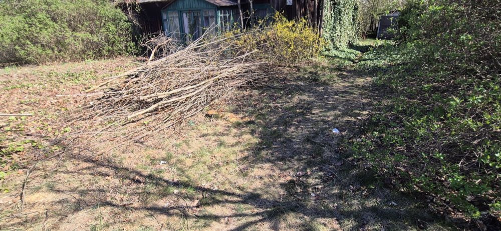 Odda za darmo gałęzie na zrębki