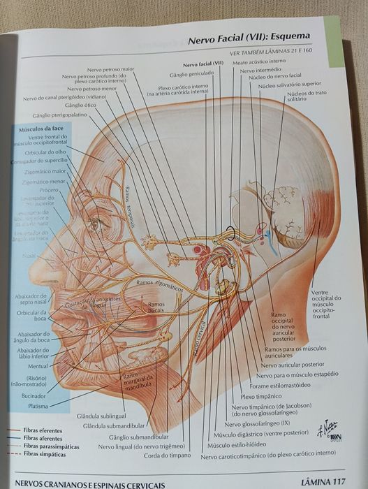Atlas de Anatomia Humana – Frank H. Netter (3.ª edição)