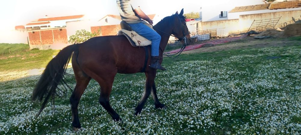 Egua grande muito mansinha e calma  ideal para  qualquer pessoa