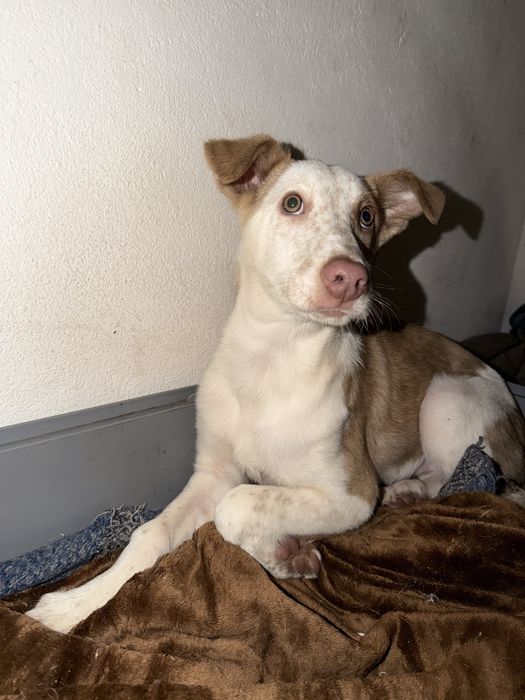 Para Adoção – Maya, 6 meses