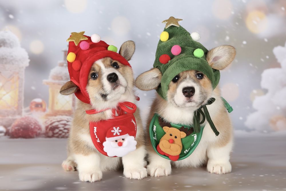 Неймовірні новорічні коргі_Гноми