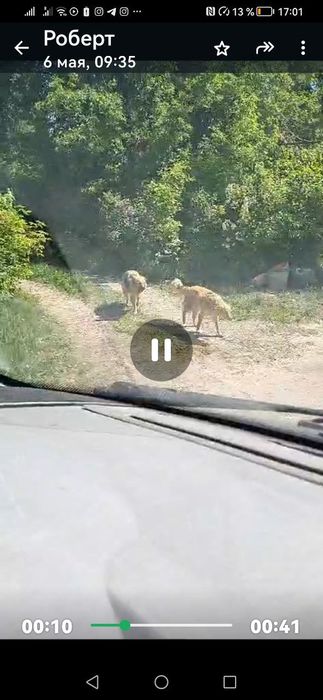 Пропали собаки!! Помогите найти!!