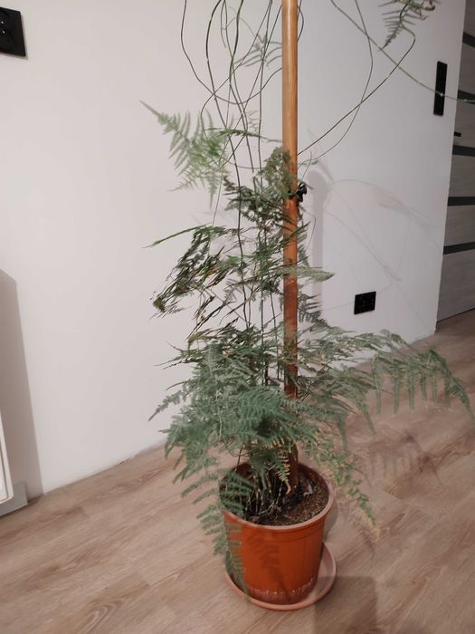 Kwiatek doniczkowy szparag pierzasty duża sadzonka