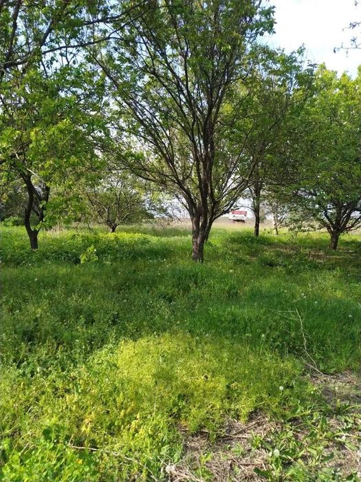 Будинок с.Червонокам'яне, 25км від Дніпра, Велика зем.ділянка.ВЛАСНИЦЯ