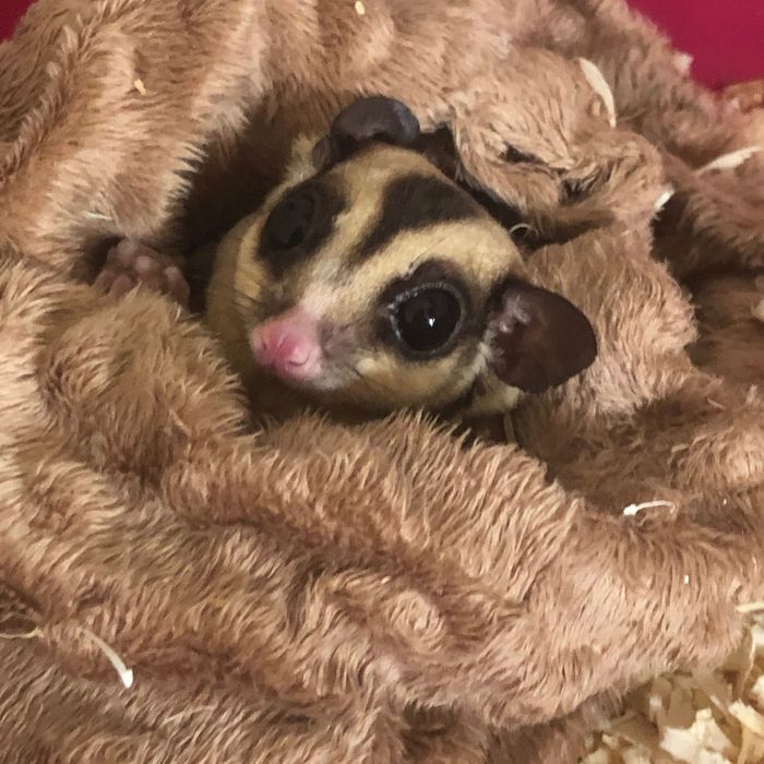 Lotopałanka Karłowata | Sugar Glider
