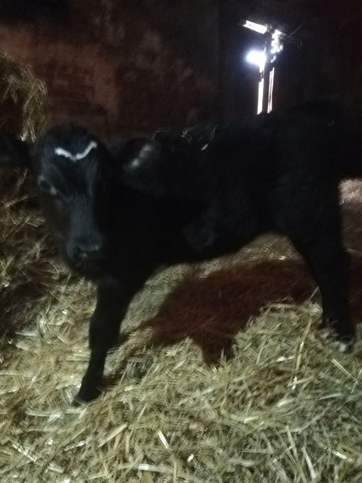 Sprzedam byczka 2 miesiąe