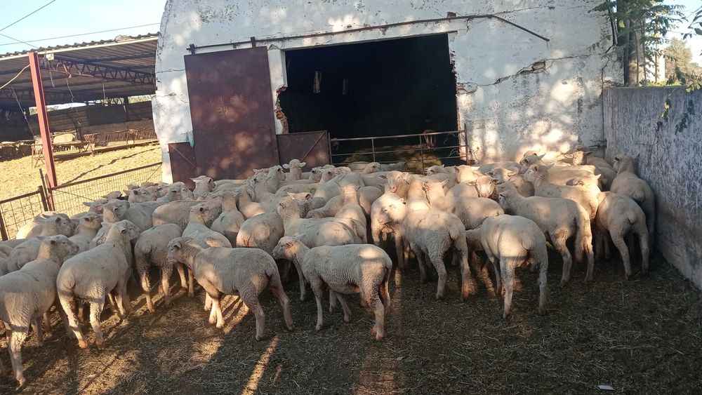 Borregas reprodutoras